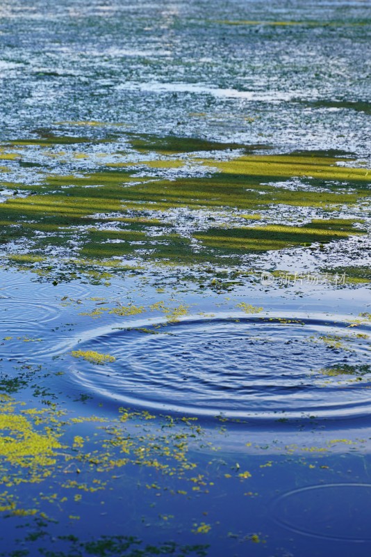 水面浮萍与波纹景象