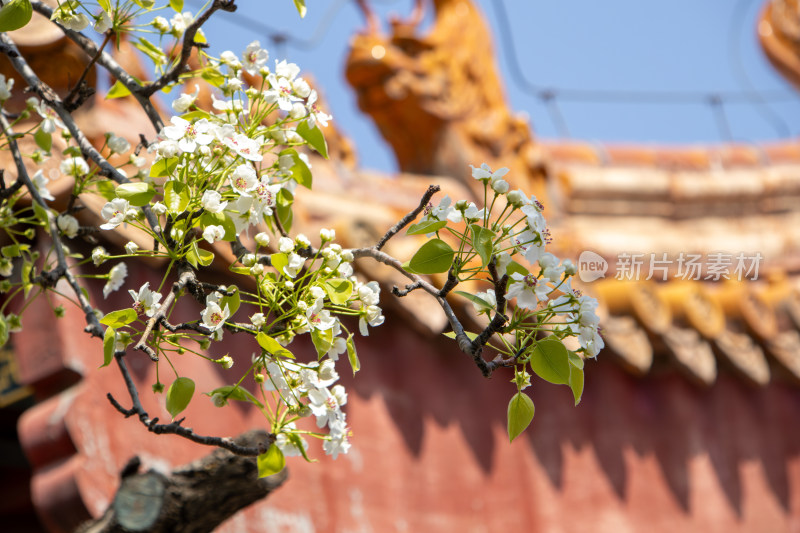 北京故宫春天古建筑前盛开的白色梨花