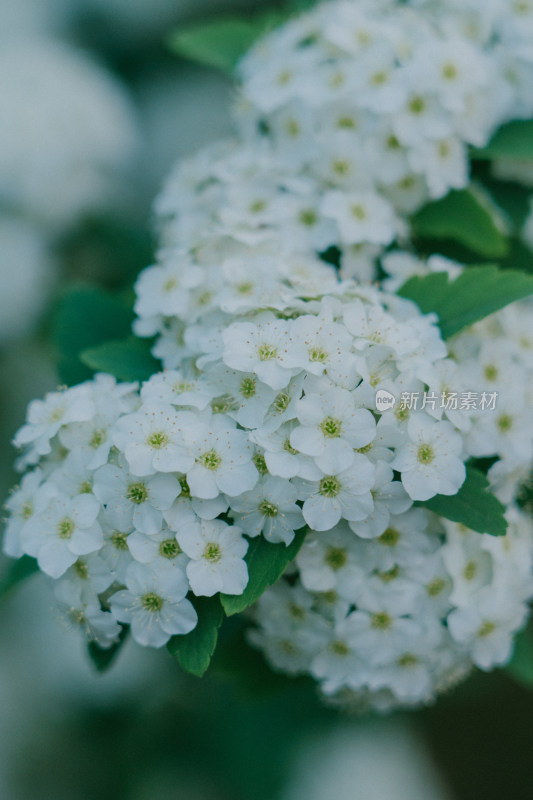 左海公园盛开的花朵