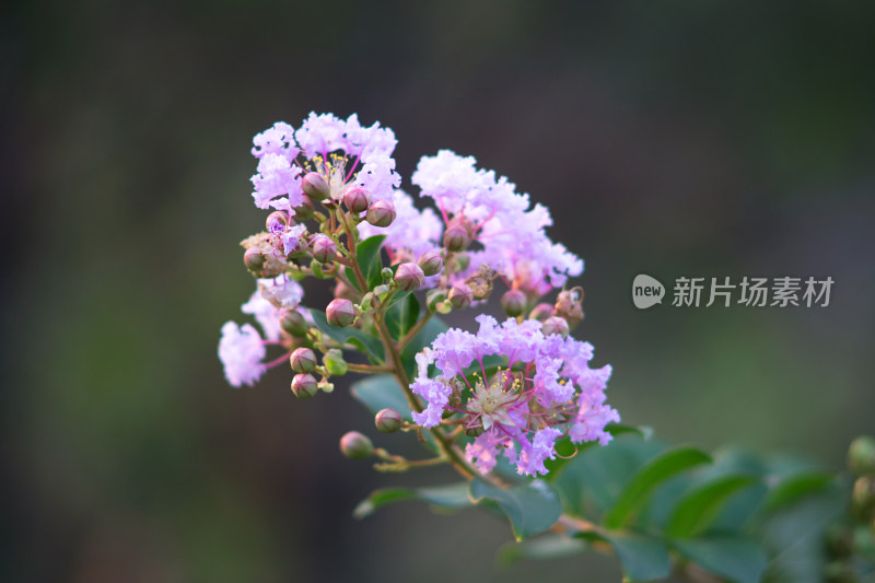 丁香花花卉特写镜头