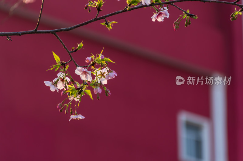 红色背景下的樱花树枝特写