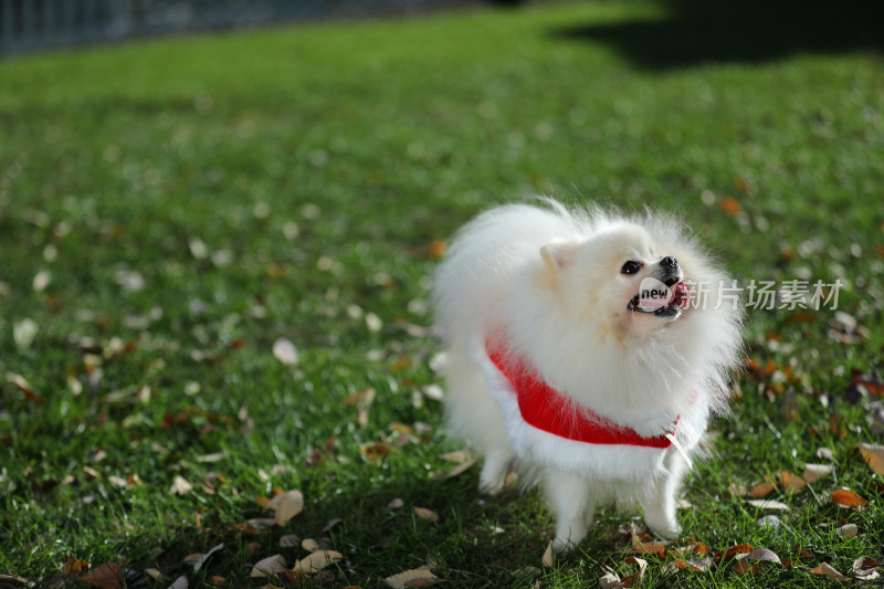 站在草地上穿红色衣服的白色博美犬