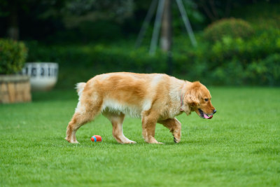 晴天在户外草地上欢快活动的金毛寻回犬