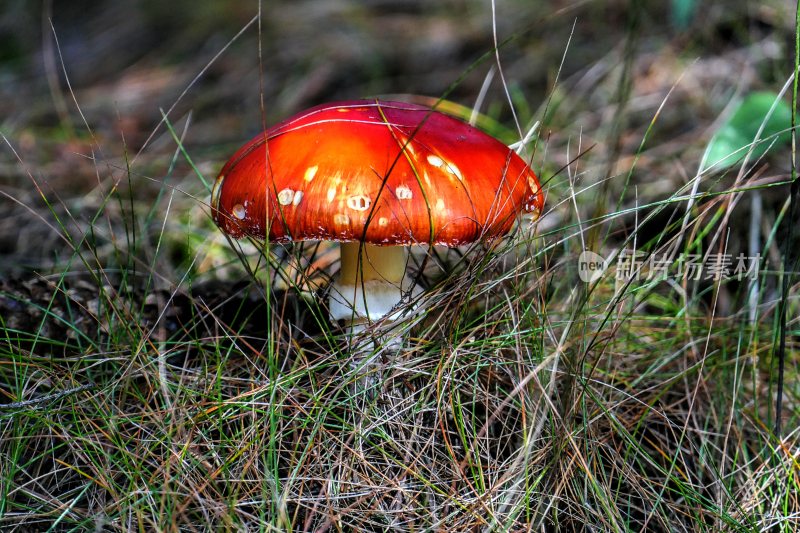 野生菌蘑菇生长环境菌类山菌野生菌