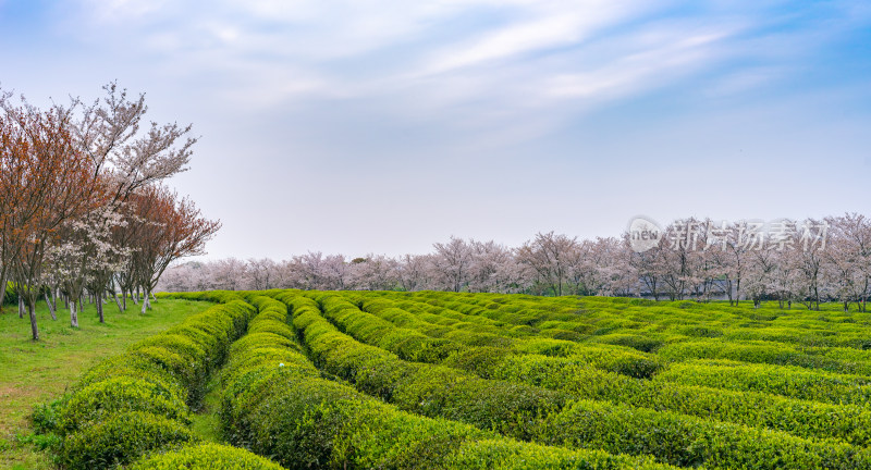 茶园茶山