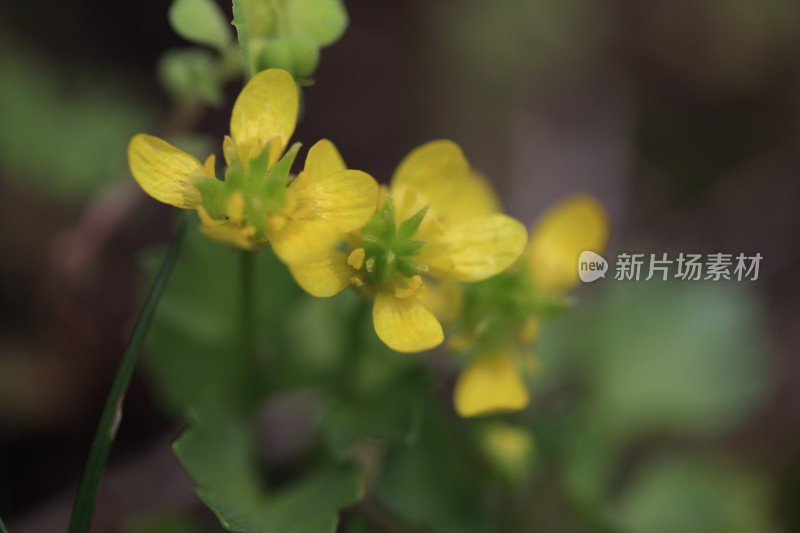 盛开的花朵