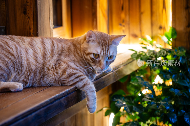 可爱橘猫特写镜头