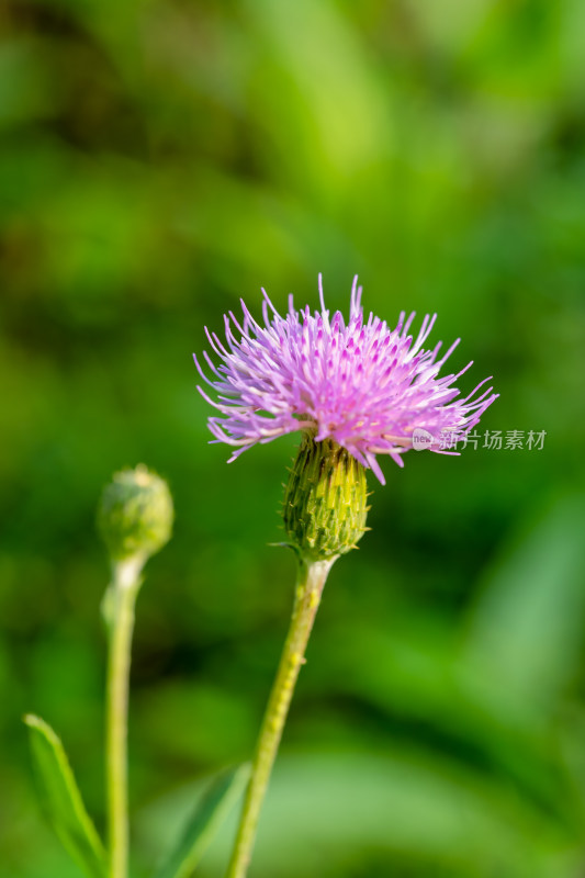 春天野外的小蓟草开花