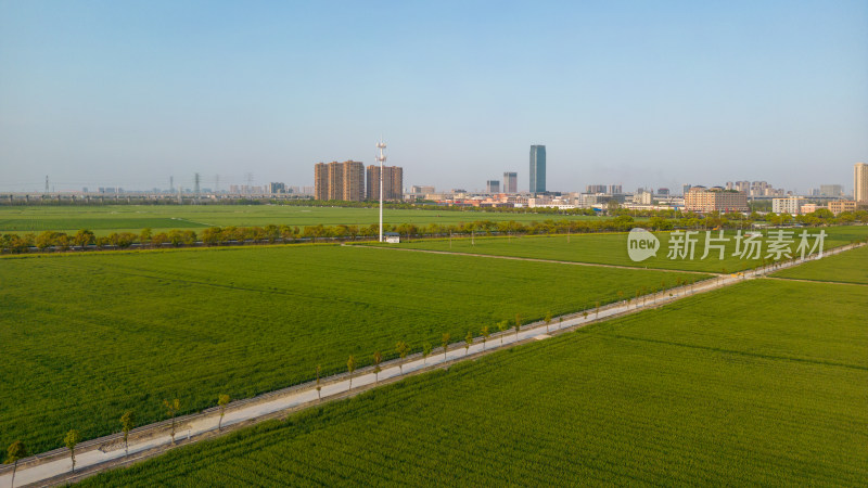 航拍城市郊区稻田风光