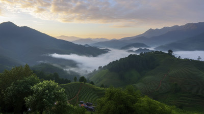 江南春天清晨云雾缭绕的茶园