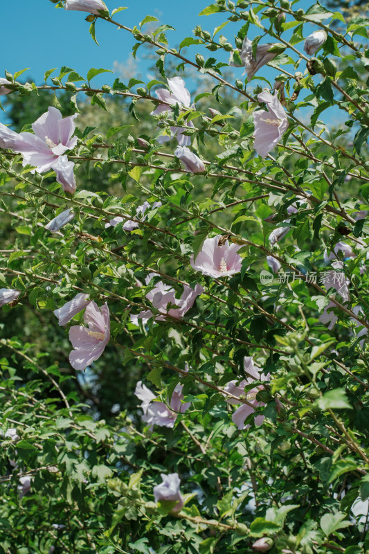 北京圆明园木槿花