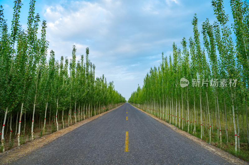 蓝天白云下空旷笔直的公路两旁种满了树