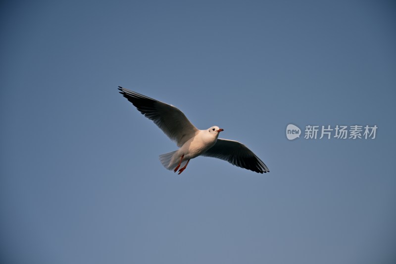 蓝天中飞翔的海鸥