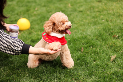 人与泰迪犬互动的温馨画面