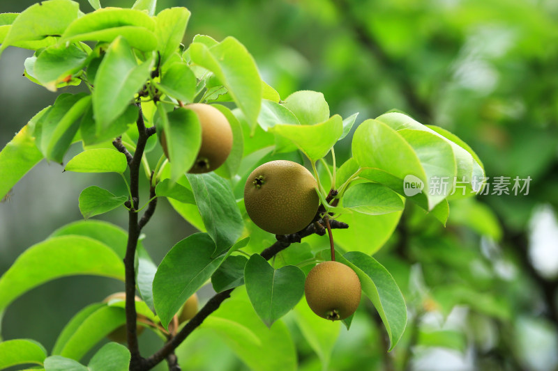 树上即将成熟的水果梨