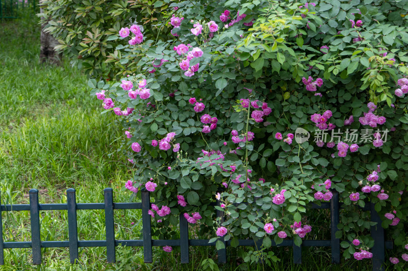 春天盛开的蔷薇花墙