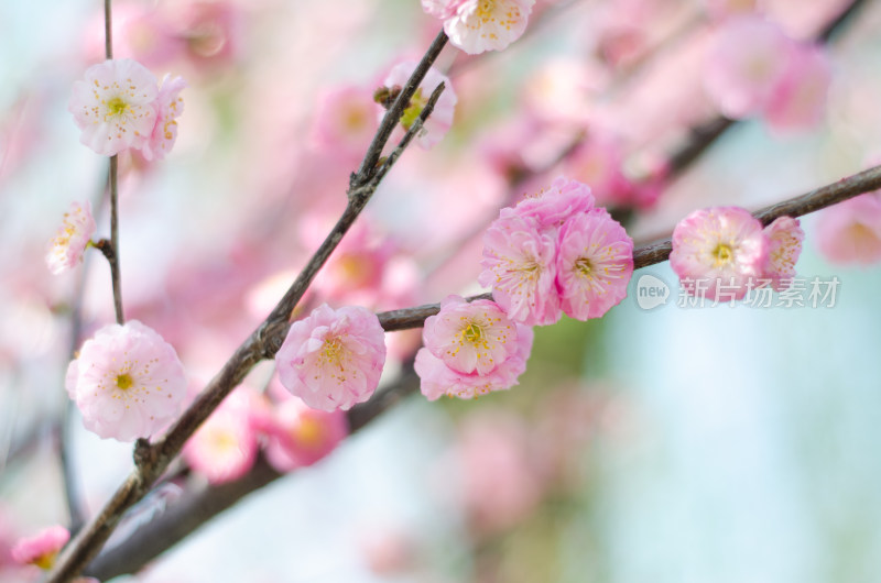 春天花团锦簇的榆叶梅花