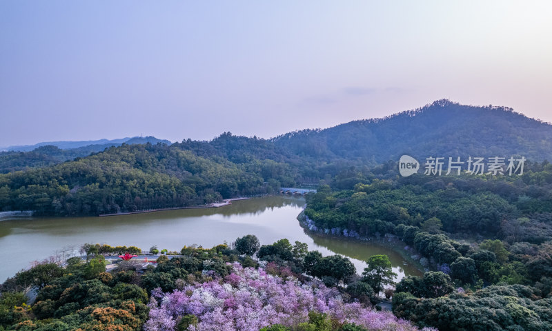 广州大夫山森林公园紫荆花与湖泊树林航拍