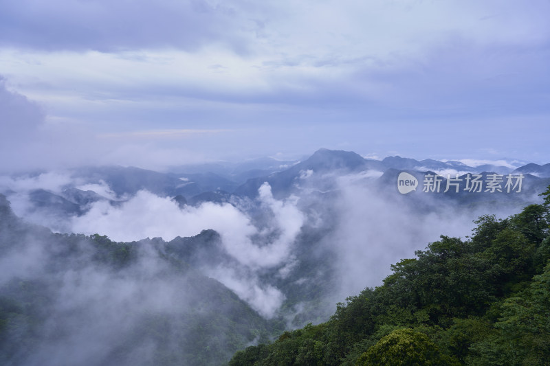 云海中的金佛山