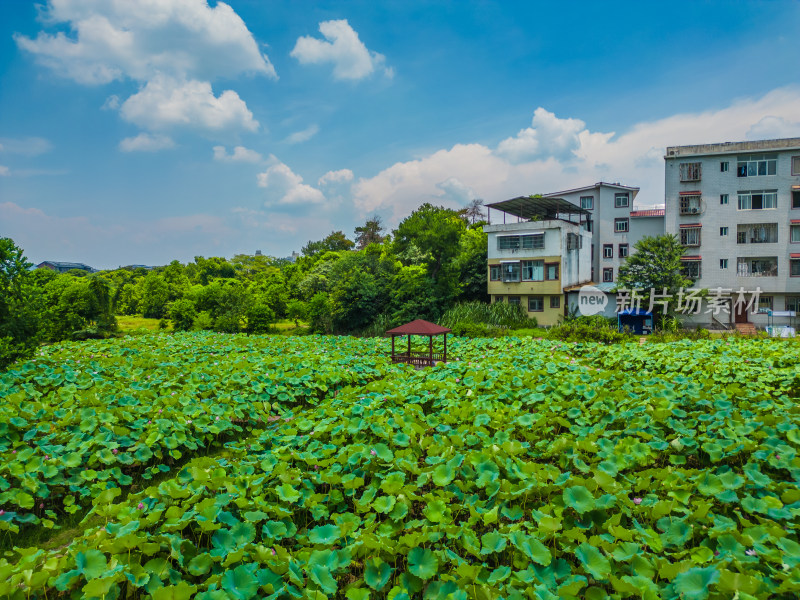 桂林的夏季荷塘风光