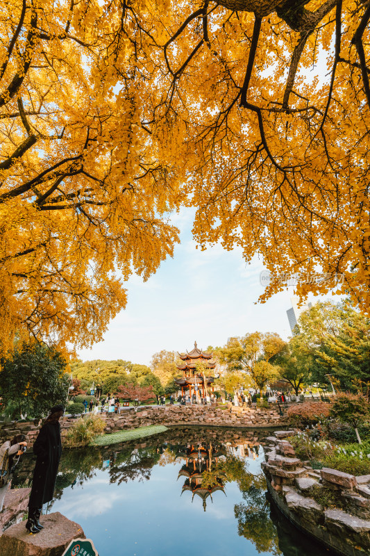 宁波中山公园里的银杏黄叶和古建筑塔