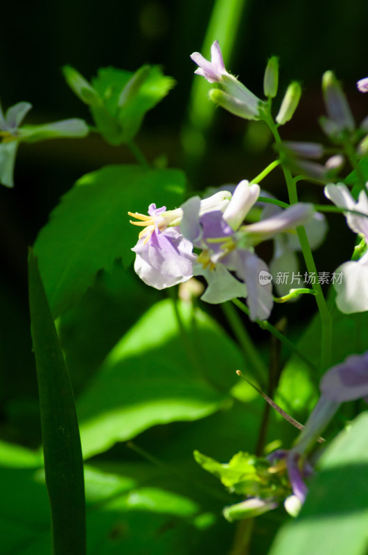 小小的野花