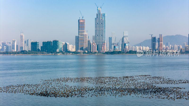 深圳湾公园鸬鹚鸟群