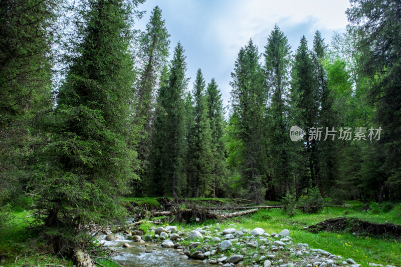 新疆伊犁恰西的原始森林