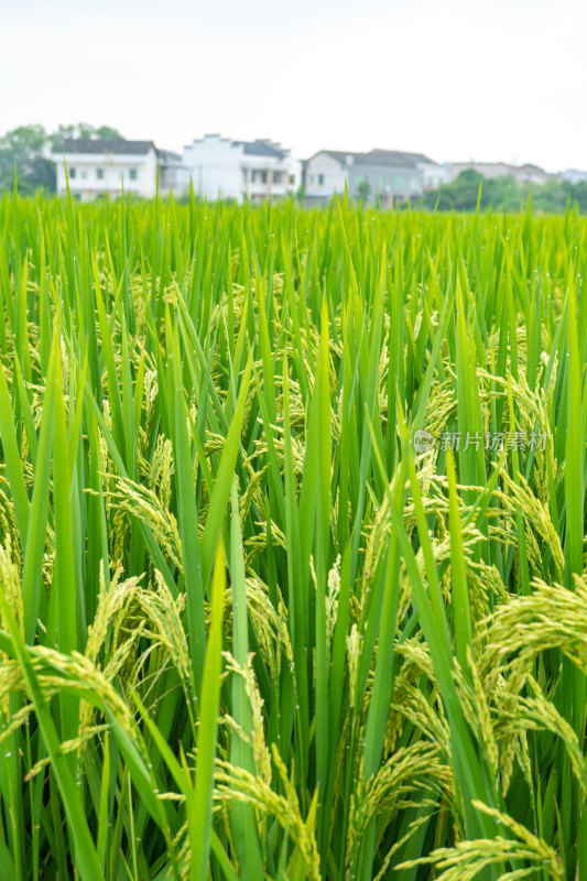 田野稻穗特写