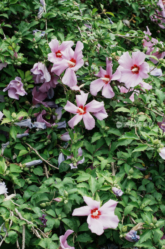 北京圆明园木槿花