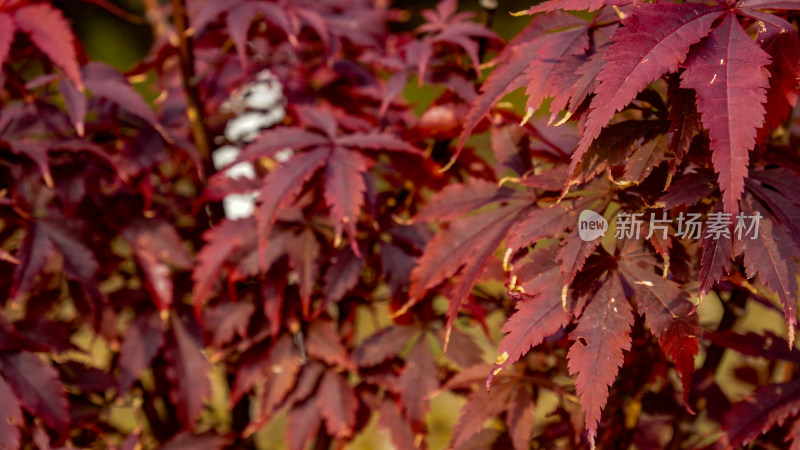 树叶红色枫叶摄影图
