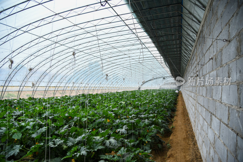 温室大棚蔬菜种植