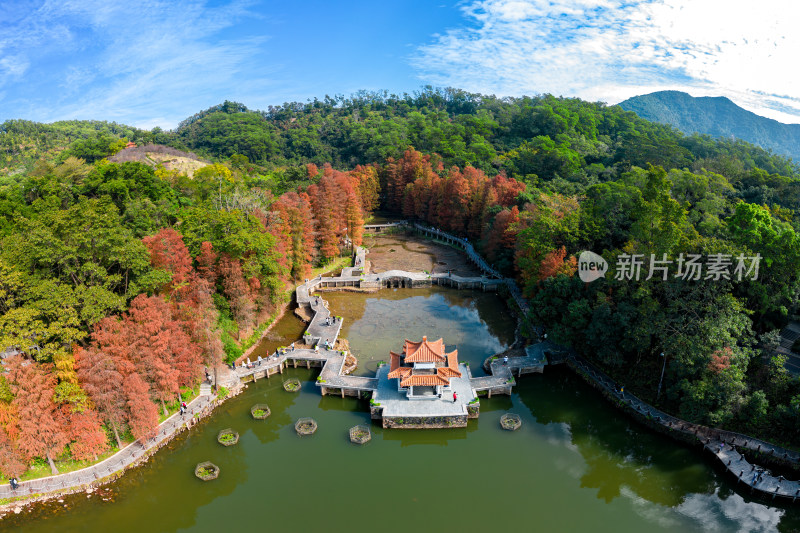 深圳仙湖植物园落羽杉航拍全景