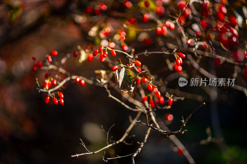 山茱萸种植成熟果实