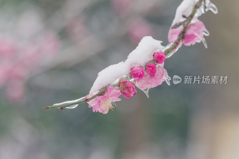 武汉东湖梅园雪中梅花盛开