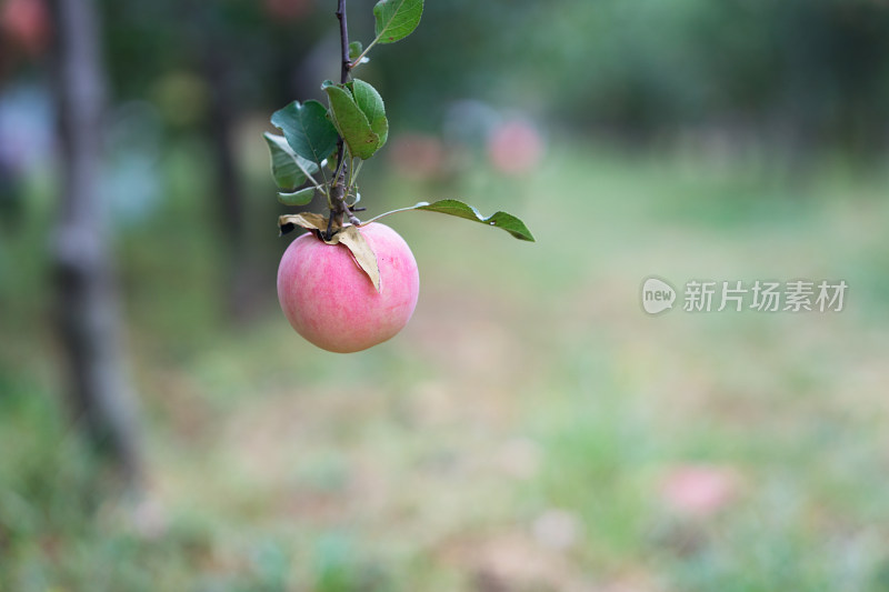 苹果园里成熟的红苹果