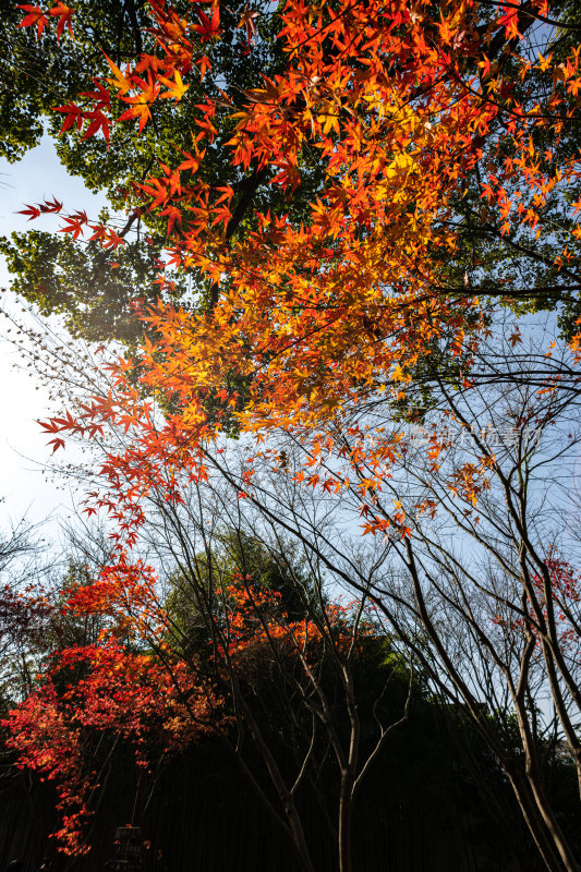 上海嘉定秋霞圃枫叶园林景观