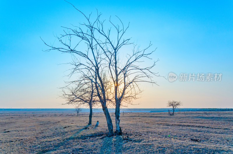 内蒙古呼伦贝尔海拉尔草原日落夕阳与枯树