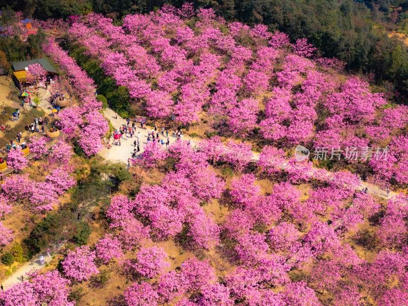 广东满山紫花风铃木盛开航拍高清照片