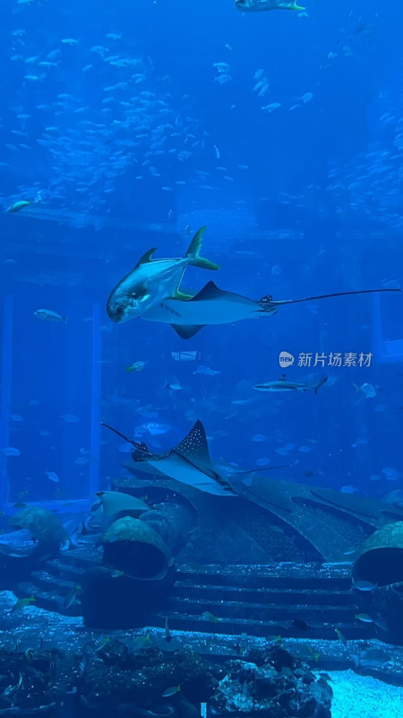 海南三亚亚特兰蒂斯失落的空间水族馆