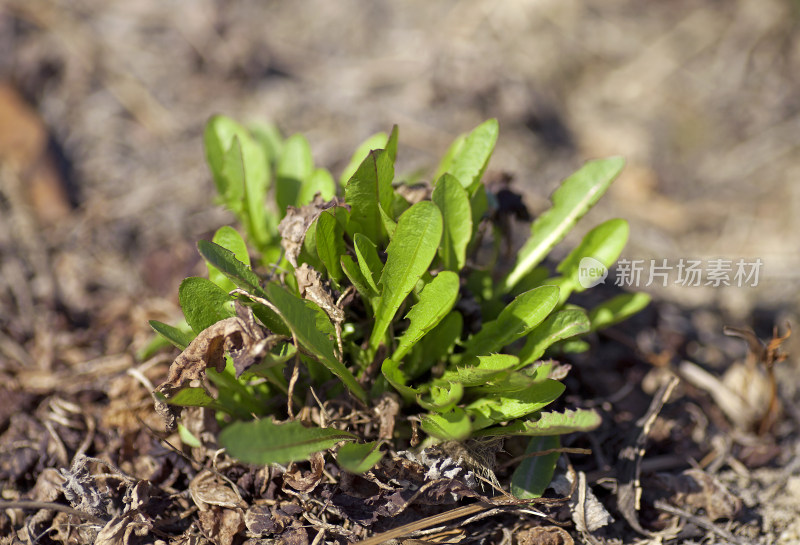 地上的野菜