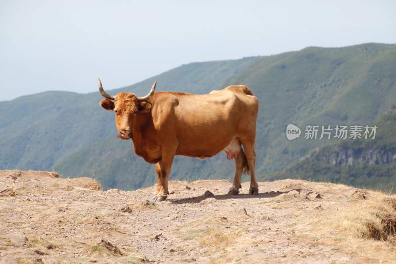 野生动物园野牛奶牛