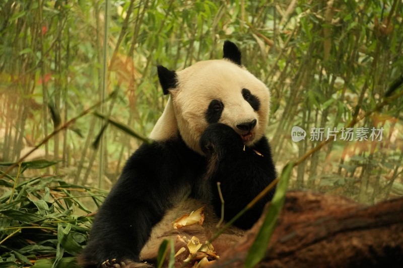 熊猫坐在竹林中吃竹子的可爱模样