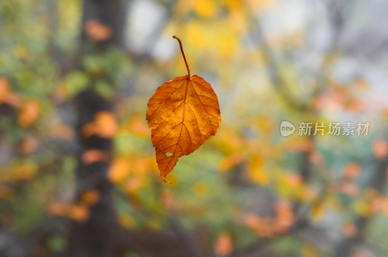 河南省洛阳白云山秋天落叶风景