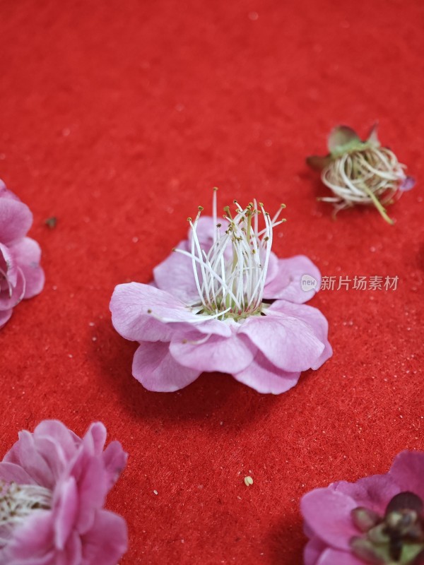 红色背景上的粉色花朵