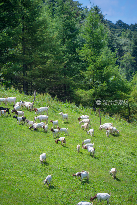 草原牧场羊群吃草