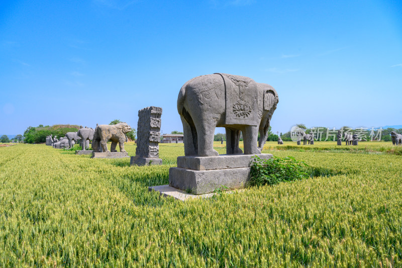 河南巩义夏季麦田里的古代宋陵石像