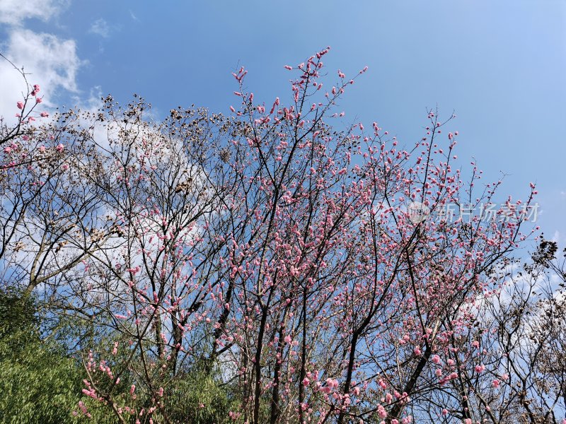 盛开的梅花