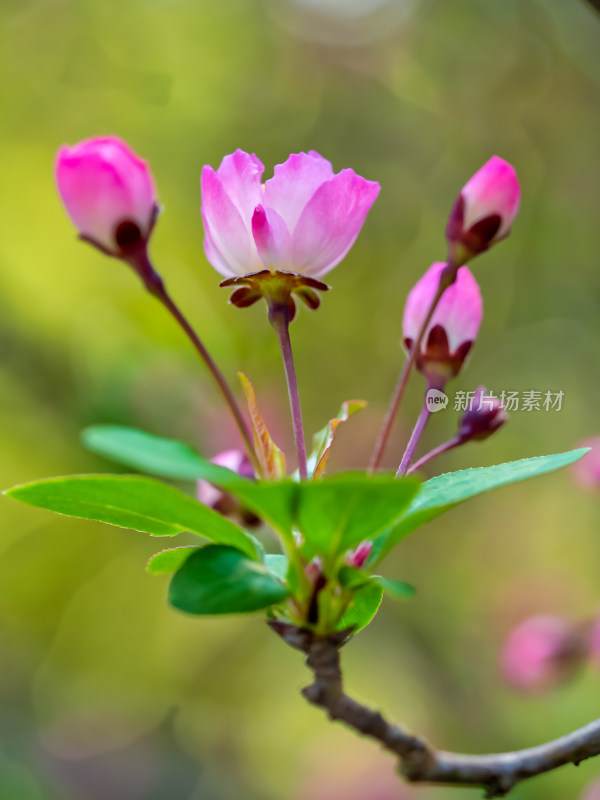 春天里的海棠花