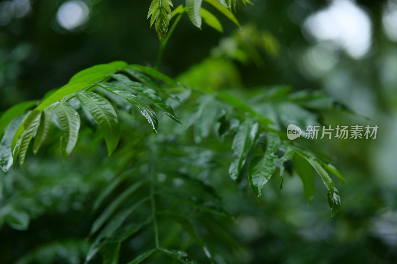 雨天清新植物特写